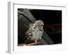 Little Owl, Athene Noctua, Hiller Moor, Luebbecke, Germany-Thorsten Milse-Framed Photographic Print