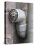 Little Owl (Athene Noctua) in Drainpipe, Captive, United Kingdom, Europe-Ann & Steve Toon-Stretched Canvas