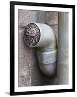 Little Owl (Athene Noctua) in Drainpipe, Captive, United Kingdom, Europe-Ann & Steve Toon-Framed Photographic Print