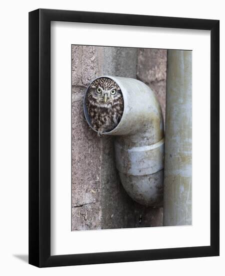 Little Owl (Athene Noctua) in Drainpipe, Captive, United Kingdom, Europe-Ann & Steve Toon-Framed Photographic Print