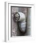 Little Owl (Athene Noctua) in Drainpipe, Captive, United Kingdom, Europe-Ann & Steve Toon-Framed Photographic Print