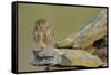 Little Owl (Athene Noctua) on Rock, La Serena, Extremadura, Spain, April 2009-Widstrand-Framed Stretched Canvas