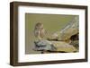 Little Owl (Athene Noctua) on Rock, La Serena, Extremadura, Spain, April 2009-Widstrand-Framed Photographic Print