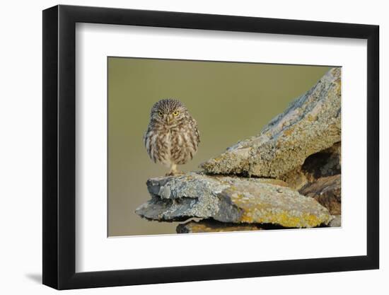 Little Owl (Athene Noctua) on Rock, La Serena, Extremadura, Spain, April 2009-Widstrand-Framed Photographic Print