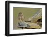 Little Owl (Athene Noctua) on Rock, La Serena, Extremadura, Spain, April 2009-Widstrand-Framed Photographic Print