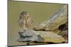 Little Owl (Athene Noctua) on Rock, La Serena, Extremadura, Spain, April 2009-Widstrand-Mounted Photographic Print