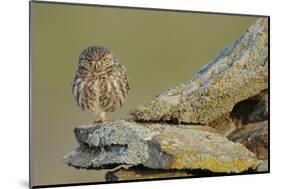 Little Owl (Athene Noctua) on Rock, La Serena, Extremadura, Spain, April 2009-Widstrand-Mounted Photographic Print