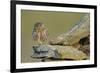 Little Owl (Athene Noctua) on Rock, La Serena, Extremadura, Spain, April 2009-Widstrand-Framed Photographic Print