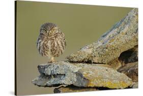 Little Owl (Athene Noctua) on Rock, La Serena, Extremadura, Spain, April 2009-Widstrand-Stretched Canvas