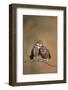 Little Owl (Athene Noctua) Pair Perched, Courtship Behaviour, Spain-Dietmar Nill-Framed Photographic Print