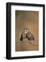 Little Owl (Athene Noctua) Pair Perched, Courtship Behaviour, Spain-Dietmar Nill-Framed Photographic Print