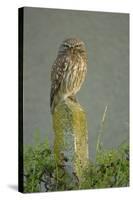 Little Owl (Athene Noctua) Perched on Post, Bulgaria, May 2008-Nill-Stretched Canvas