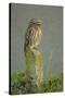 Little Owl (Athene Noctua) Perched on Post, Bulgaria, May 2008-Nill-Stretched Canvas