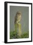 Little Owl (Athene Noctua) Perched on Post, Bulgaria, May 2008-Nill-Framed Premium Photographic Print