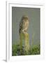 Little Owl (Athene Noctua) Perched on Post, Bulgaria, May 2008-Nill-Framed Photographic Print