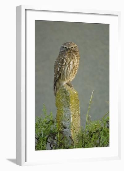 Little Owl (Athene Noctua) Perched on Post, Bulgaria, May 2008-Nill-Framed Photographic Print