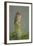 Little Owl (Athene Noctua) Perched on Post, Bulgaria, May 2008-Nill-Framed Photographic Print