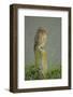 Little Owl (Athene Noctua) Perched on Post, Bulgaria, May 2008-Nill-Framed Photographic Print