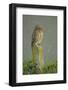 Little Owl (Athene Noctua) Perched on Post, Bulgaria, May 2008-Nill-Framed Photographic Print