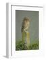 Little Owl (Athene Noctua) Perched on Post, Bulgaria, May 2008-Nill-Framed Photographic Print