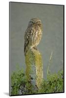 Little Owl (Athene Noctua) Perched on Post, Bulgaria, May 2008-Nill-Mounted Photographic Print