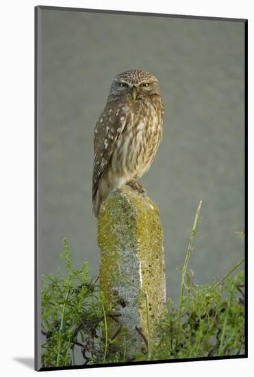 Little Owl (Athene Noctua) Perched on Post, Bulgaria, May 2008-Nill-Mounted Photographic Print