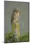 Little Owl (Athene Noctua) Perched on Post, Bulgaria, May 2008-Nill-Mounted Photographic Print