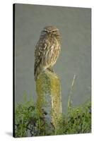 Little Owl (Athene Noctua) Perched on Post, Bulgaria, May 2008-Nill-Stretched Canvas