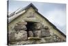 Little Owl (Athene Noctua) Roosting in Stone Field Barn, Peak District National Park, Derbyshire Uk-Alex Hyde-Stretched Canvas