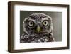 Little owl (Athene noctua) Sado Estuary, Portugal. June-Pedro Narra-Framed Photographic Print