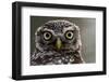 Little owl (Athene noctua) Sado Estuary, Portugal. June-Pedro Narra-Framed Photographic Print