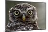 Little owl (Athene noctua) Sado Estuary, Portugal. June-Pedro Narra-Mounted Photographic Print