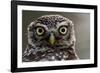 Little owl (Athene noctua) Sado Estuary, Portugal. June-Pedro Narra-Framed Photographic Print