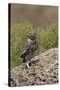 Little Owl (Athene Noctua) Standing on Rock, Bagerova Steppe, Kerch Peninsula, Crimea, Ukraine-Lesniewski-Stretched Canvas