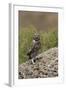 Little Owl (Athene Noctua) Standing on Rock, Bagerova Steppe, Kerch Peninsula, Crimea, Ukraine-Lesniewski-Framed Photographic Print