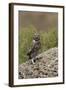 Little Owl (Athene Noctua) Standing on Rock, Bagerova Steppe, Kerch Peninsula, Crimea, Ukraine-Lesniewski-Framed Photographic Print