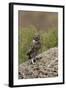 Little Owl (Athene Noctua) Standing on Rock, Bagerova Steppe, Kerch Peninsula, Crimea, Ukraine-Lesniewski-Framed Photographic Print