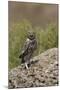 Little Owl (Athene Noctua) Standing on Rock, Bagerova Steppe, Kerch Peninsula, Crimea, Ukraine-Lesniewski-Mounted Photographic Print