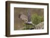 Little Owl (Athene Noctua) Taking Off, Bagerova Steppe, Kerch Peninsula, Crimea, Ukraine, July 2009-Lesniewski-Framed Photographic Print