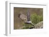 Little Owl (Athene Noctua) Taking Off, Bagerova Steppe, Kerch Peninsula, Crimea, Ukraine, July 2009-Lesniewski-Framed Photographic Print