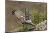 Little Owl (Athene Noctua) Taking Off, Bagerova Steppe, Kerch Peninsula, Crimea, Ukraine, July 2009-Lesniewski-Mounted Photographic Print