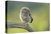 Little Owl (Athene Noctua), Yorkshire, England, United Kingdom, Europe-Kevin Morgans-Stretched Canvas