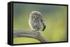 Little Owl (Athene Noctua), Yorkshire, England, United Kingdom, Europe-Kevin Morgans-Framed Stretched Canvas