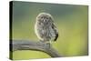 Little Owl (Athene Noctua), Yorkshire, England, United Kingdom, Europe-Kevin Morgans-Stretched Canvas