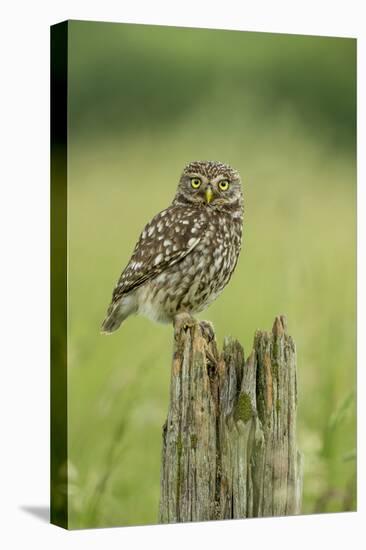 Little Owl (Athene Noctua), Yorkshire, England, United Kingdom, Europe-Kevin Morgans-Stretched Canvas