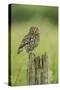 Little Owl (Athene Noctua), Yorkshire, England, United Kingdom, Europe-Kevin Morgans-Stretched Canvas