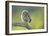 Little Owl (Athene Noctua), Yorkshire, England, United Kingdom, Europe-Kevin Morgans-Framed Photographic Print