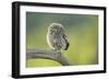 Little Owl (Athene Noctua), Yorkshire, England, United Kingdom, Europe-Kevin Morgans-Framed Photographic Print