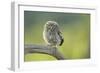 Little Owl (Athene Noctua), Yorkshire, England, United Kingdom, Europe-Kevin Morgans-Framed Photographic Print