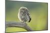 Little Owl (Athene Noctua), Yorkshire, England, United Kingdom, Europe-Kevin Morgans-Mounted Photographic Print